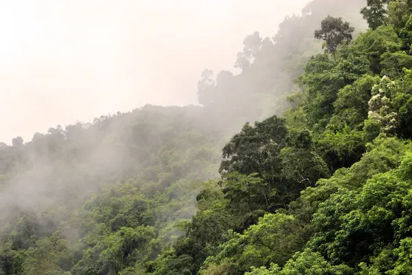 Avustralya, FNQ 'daki Cairns bölgesinin güzel ve gür orman manzarası. Yoğun yağmur ormanlarını, canlı bitki yaşamını ve bu tropikal cennetin dingin atmosferini tecrübe edin.