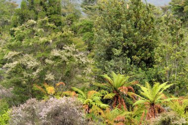 Rotorua, Yeni Zelanda yakınlarındaki Wai-O-Tapu Termal Harikalar Diyarı 'nın canlı ve dünya dışı manzarası. Bu jeotermal park renkli kaplıcalara, kaynayan çamur havuzlarına ve buharlı bacalara sahip, eşsiz ve büyüleyici doğal bir manzara yaratıyor.