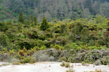 Rotorua, Yeni Zelanda yakınlarındaki Wai-O-Tapu Termal Harikalar Diyarı 'nın canlı ve dünya dışı manzarası. Bu jeotermal park renkli kaplıcalara, kaynayan çamur havuzlarına ve buharlı bacalara sahip, eşsiz ve büyüleyici doğal bir manzara yaratıyor.
