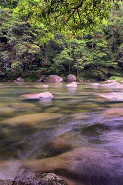 Büyük Cairns Bölgesi, FNQ, Avustralya 'nın yağmur ormanlarında çağlayan şelalelerle dolu yemyeşil orman ve vahşi dereler. Bu tropikal cennet canlı yeşillik, dingin su özellikleri ve büyüleyici bir doğal deneyim sunar.