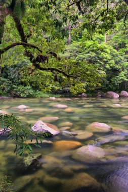 Büyük Cairns Bölgesi, FNQ, Avustralya 'nın yağmur ormanlarında çağlayan şelalelerle dolu yemyeşil orman ve vahşi dereler. Bu tropikal cennet canlı yeşillik, dingin su özellikleri ve büyüleyici bir doğal deneyim sunar.