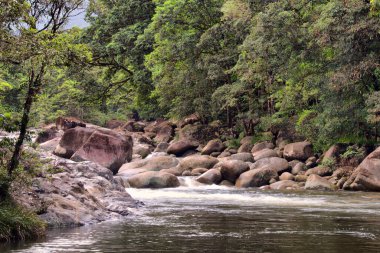 Büyük Cairns Bölgesi, FNQ, Avustralya 'nın yağmur ormanlarında çağlayan şelalelerle dolu yemyeşil orman ve vahşi dereler. Bu tropikal cennet canlı yeşillik, dingin su özellikleri ve büyüleyici bir doğal deneyim sunar.