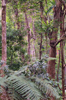 Büyük Cairns Bölgesi, FNQ, Avustralya 'nın yağmur ormanlarında çağlayan şelalelerle dolu yemyeşil orman ve vahşi dereler. Bu tropikal cennet canlı yeşillik, dingin su özellikleri ve büyüleyici bir doğal deneyim sunar.