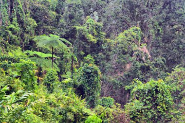 Büyük Cairns Bölgesi, FNQ, Avustralya 'nın yağmur ormanlarında çağlayan şelalelerle dolu yemyeşil orman ve vahşi dereler. Bu tropikal cennet canlı yeşillik, dingin su özellikleri ve büyüleyici bir doğal deneyim sunar.