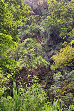 Cairns yakınlarındaki Crystal Cascades, FNQ, Avustralya. Bu gizli mücevher çağlayan şelaleler, kristal berraklığında yüzme çukurları ve yemyeşil yağmur ormanı çevresi, sakin ve resim gibi bir ortam yaratıyor.