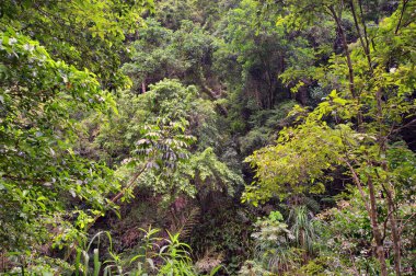 Cairns yakınlarındaki Crystal Cascades, FNQ, Avustralya. Bu gizli mücevher çağlayan şelaleler, kristal berraklığında yüzme çukurları ve yemyeşil yağmur ormanı çevresi, sakin ve resim gibi bir ortam yaratıyor.