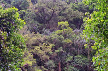 Cairns yakınlarındaki Crystal Cascades, FNQ, Avustralya. Bu gizli mücevher çağlayan şelaleler, kristal berraklığında yüzme çukurları ve yemyeşil yağmur ormanı çevresi, sakin ve resim gibi bir ortam yaratıyor.