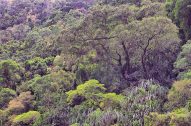 Cairns yakınlarındaki Crystal Cascades, FNQ, Avustralya. Bu gizli mücevher çağlayan şelaleler, kristal berraklığında yüzme çukurları ve yemyeşil yağmur ormanı çevresi, sakin ve resim gibi bir ortam yaratıyor.