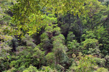 Cairns yakınlarındaki Crystal Cascades, FNQ, Avustralya. Bu gizli mücevher çağlayan şelaleler, kristal berraklığında yüzme çukurları ve yemyeşil yağmur ormanı çevresi, sakin ve resim gibi bir ortam yaratıyor.