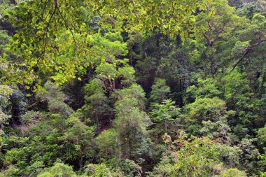 Cairns yakınlarındaki Crystal Cascades, FNQ, Avustralya. Bu gizli mücevher çağlayan şelaleler, kristal berraklığında yüzme çukurları ve yemyeşil yağmur ormanı çevresi, sakin ve resim gibi bir ortam yaratıyor.