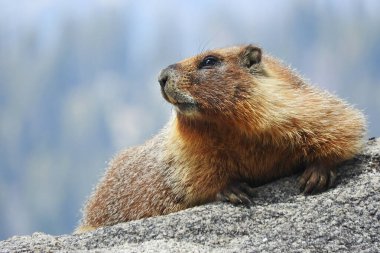 yellow-bellied Marmot at Kings Canyon National Park, California, USA clipart