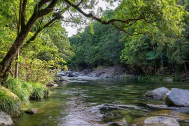 Daintree Ulusal Parkı, FNQ, Avustralya 'daki Mossman Vadisi' nde yürüyüş macerası. Bereketli yağmur ormanlarını, akan Mossman Nehri 'ni ve bu tropikal yabanın dingin güzelliğini tecrübe edin.