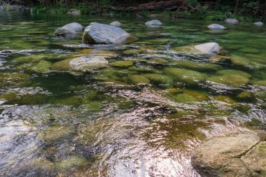 Daintree Ulusal Parkı, FNQ, Avustralya 'daki Mossman Vadisi' nde yürüyüş macerası. Bereketli yağmur ormanlarını, akan Mossman Nehri 'ni ve bu tropikal yabanın dingin güzelliğini tecrübe edin.