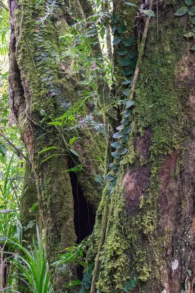 Daintree Ulusal Parkı, FNQ, Avustralya 'daki Mossman Vadisi' nde yürüyüş macerası. Bereketli yağmur ormanlarını, akan Mossman Nehri 'ni ve bu tropikal yabanın dingin güzelliğini tecrübe edin.