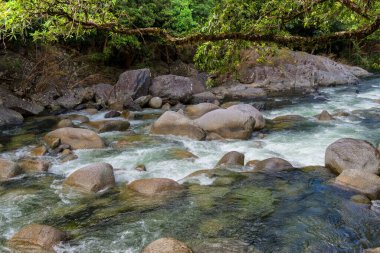 Daintree Ulusal Parkı, FNQ, Avustralya 'daki Mossman Vadisi' nde yürüyüş macerası. Bereketli yağmur ormanlarını, akan Mossman Nehri 'ni ve bu tropikal yabanın dingin güzelliğini tecrübe edin.