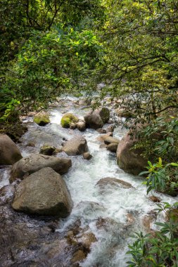 Daintree Ulusal Parkı, FNQ, Avustralya 'daki Mossman Vadisi' nde yürüyüş macerası. Bereketli yağmur ormanlarını, akan Mossman Nehri 'ni ve bu tropikal yabanın dingin güzelliğini tecrübe edin.