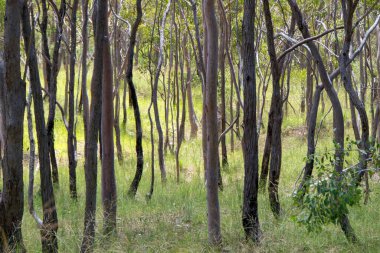 Herberton, Queensland, Avustralya yakınlarındaki Avustralya çalılıklarında. Bu alan çeşitli bitki örtüleri, engebeli manzaralar ve doğa yürüyüşleri için mükemmel sakin bir doğal çevreye sahiptir.