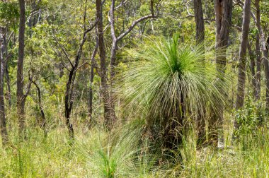 Herberton, Queensland, Avustralya yakınlarındaki Avustralya çalılıklarında. Bu alan çeşitli bitki örtüleri, engebeli manzaralar ve doğa yürüyüşleri için mükemmel sakin bir doğal çevreye sahiptir.