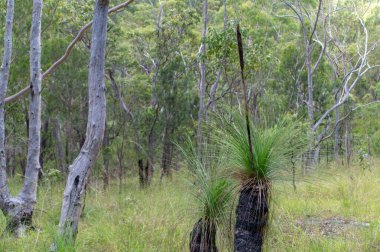 Herberton, Queensland, Avustralya yakınlarındaki Avustralya çalılıklarında. Bu alan çeşitli bitki örtüleri, engebeli manzaralar ve doğa yürüyüşleri için mükemmel sakin bir doğal çevreye sahiptir.