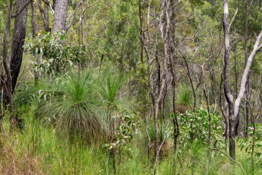 Herberton, Queensland, Avustralya yakınlarındaki Avustralya çalılıklarında. Bu alan çeşitli bitki örtüleri, engebeli manzaralar ve doğa yürüyüşleri için mükemmel sakin bir doğal çevreye sahiptir.