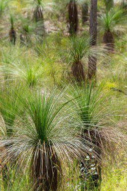 Herberton, Queensland, Avustralya yakınlarındaki Avustralya çalılıklarında. Bu alan çeşitli bitki örtüleri, engebeli manzaralar ve doğa yürüyüşleri için mükemmel sakin bir doğal çevreye sahiptir.