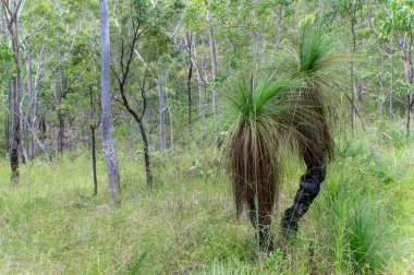 Herberton, Queensland, Avustralya yakınlarındaki Avustralya çalılıklarında. Bu alan çeşitli bitki örtüleri, engebeli manzaralar ve doğa yürüyüşleri için mükemmel sakin bir doğal çevreye sahiptir.