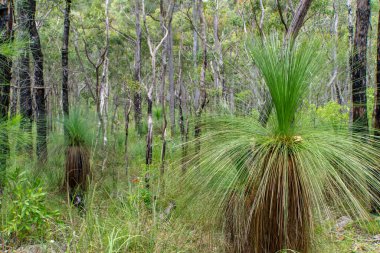 Herberton, Queensland, Avustralya yakınlarındaki Avustralya çalılıklarında. Bu alan çeşitli bitki örtüleri, engebeli manzaralar ve doğa yürüyüşleri için mükemmel sakin bir doğal çevreye sahiptir.
