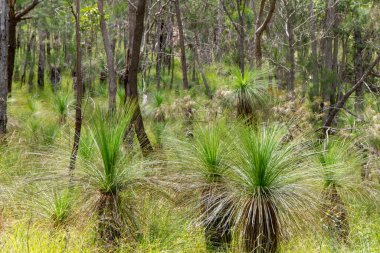 Herberton, Queensland, Avustralya yakınlarındaki Avustralya çalılıklarında. Bu alan çeşitli bitki örtüleri, engebeli manzaralar ve doğa yürüyüşleri için mükemmel sakin bir doğal çevreye sahiptir.