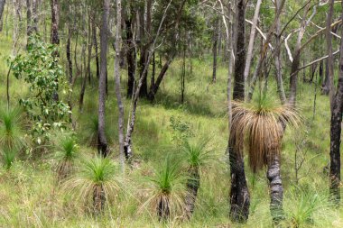 Herberton, Queensland, Avustralya yakınlarındaki Avustralya çalılıklarında. Bu alan çeşitli bitki örtüleri, engebeli manzaralar ve doğa yürüyüşleri için mükemmel sakin bir doğal çevreye sahiptir.