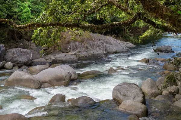 stock image bushwalking adventure in the Mossman Gorge, located within Daintree National Park, FNQ, Australia. Experience the lush rainforest, the flowing Mossman River, and the serene beauty of this tropical wilderness