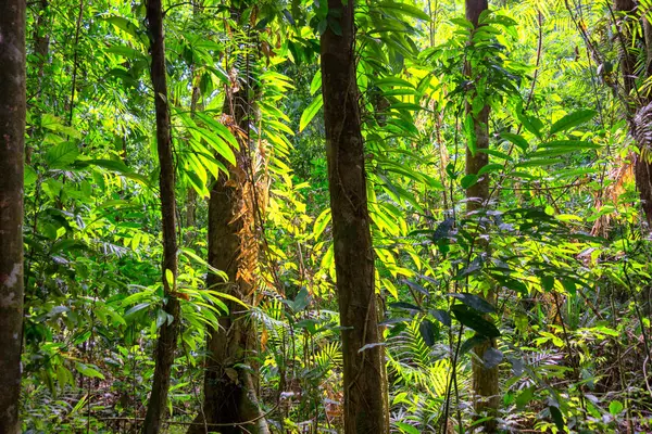 Daintree Ulusal Parkı, FNQ, Avustralya 'daki Mossman Vadisi' nde yürüyüş macerası. Bereketli yağmur ormanlarını, akan Mossman Nehri 'ni ve bu tropikal yabanın dingin güzelliğini tecrübe edin.