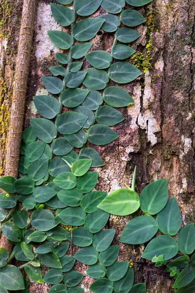 Daintree Ulusal Parkı, FNQ, Avustralya 'daki Mossman Vadisi' nde yürüyüş macerası. Bereketli yağmur ormanlarını, akan Mossman Nehri 'ni ve bu tropikal yabanın dingin güzelliğini tecrübe edin.