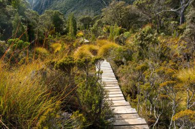 Tazmanya 'da orman yürüyüşü, büyüleyici Güvercin Gölü ve Beşik Dağı. Bu macera nefes kesici bir manzara, engebeli manzaralar ve doğa ile huzurlu bir bağ sunuyor.