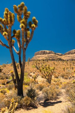 Görkemli Büyük Kanyon manzarası, nefes kesici manzaralar ve dramatik manzaralar. Amerika 'nın doğal harikalarından birini vurgulayan seyahat, doğa ve macera projeleri için mükemmel..