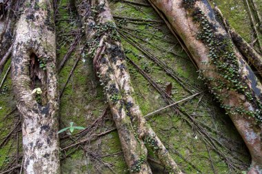 Queensland, Avustralya 'daki yemyeşil ve canlı yağmur ormanı manzarası. Bu tropik cennet yoğun bitki örtüsü, bitki örtüsü ve bitki örtüsü barındırır ve sakin manzaralar, doğa severler ve maceracılar için mükemmeldir.