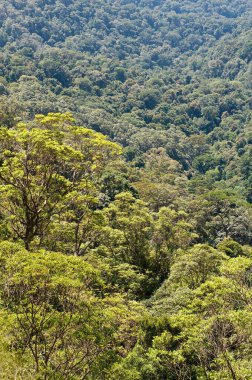 Queensland, Avustralya 'daki yemyeşil ve canlı yağmur ormanı manzarası. Bu tropik cennet yoğun bitki örtüsü, bitki örtüsü ve bitki örtüsü barındırır ve sakin manzaralar, doğa severler ve maceracılar için mükemmeldir.