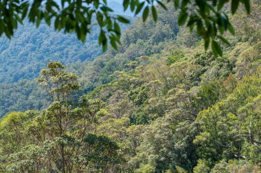 Queensland, Avustralya 'daki yemyeşil ve canlı yağmur ormanı manzarası. Bu tropik cennet yoğun bitki örtüsü, bitki örtüsü ve bitki örtüsü barındırır ve sakin manzaralar, doğa severler ve maceracılar için mükemmeldir.