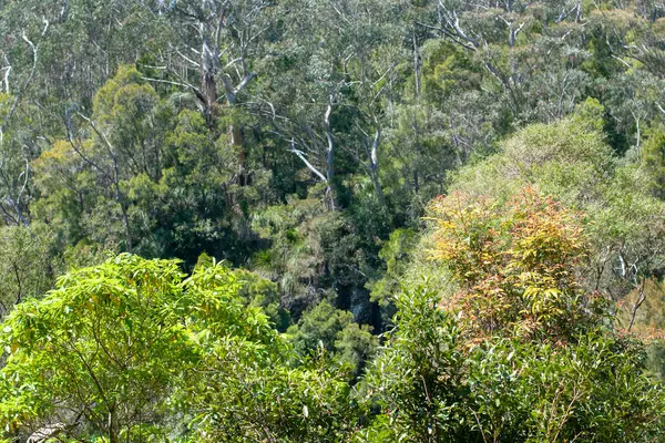 stock image lush and vibrant rainforest scenery in Queensland, Australia. This tropical paradise features dense foliage, diverse flora and fauna, and serene landscapes, perfect for nature lovers and adventurers