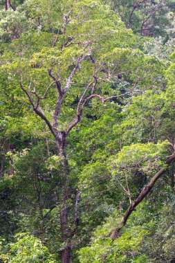 Avustralya, FNQ 'nun Cairns bölgesindeki vahşi doğa ormanı bir orman macerası için mükemmel. Bu tropikal cennette yoğun yağmur ormanlarını, yemyeşil alanları ve engebeli arazileri keşfedin.