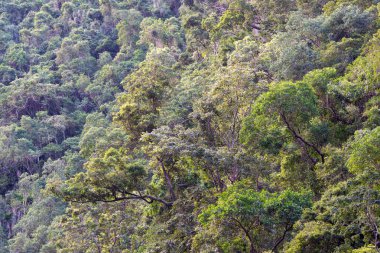 Avustralya, FNQ 'nun Cairns bölgesindeki vahşi doğa ormanı bir orman macerası için mükemmel. Bu tropikal cennette yoğun yağmur ormanlarını, yemyeşil alanları ve engebeli arazileri keşfedin.