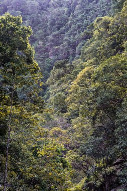 Avustralya, FNQ 'nun Cairns bölgesindeki vahşi doğa ormanı bir orman macerası için mükemmel. Bu tropikal cennette yoğun yağmur ormanlarını, yemyeşil alanları ve engebeli arazileri keşfedin.
