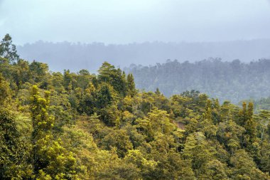 Avustralya, FNQ 'nun Cairns bölgesindeki vahşi doğa ormanı bir orman macerası için mükemmel. Bu tropikal cennette yoğun yağmur ormanlarını, yemyeşil alanları ve engebeli arazileri keşfedin.