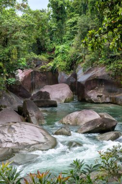 Avustralya, FNQ 'nun Cairns bölgesindeki vahşi doğa ormanı bir orman macerası için mükemmel. Bu tropikal cennette yoğun yağmur ormanlarını, yemyeşil alanları ve engebeli arazileri keşfedin.