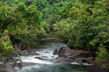 Avustralya, FNQ 'nun Cairns bölgesindeki vahşi doğa ormanı bir orman macerası için mükemmel. Bu tropikal cennette yoğun yağmur ormanlarını, yemyeşil alanları ve engebeli arazileri keşfedin.