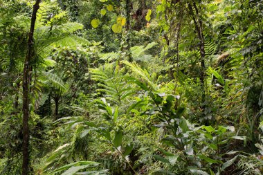 Avustralya, FNQ 'nun Cairns bölgesindeki vahşi doğa ormanı bir orman macerası için mükemmel. Bu tropikal cennette yoğun yağmur ormanlarını, yemyeşil alanları ve engebeli arazileri keşfedin.