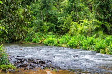 Avustralya, FNQ 'nun Cairns bölgesindeki vahşi doğa ormanı bir orman macerası için mükemmel. Bu tropikal cennette yoğun yağmur ormanlarını, yemyeşil alanları ve engebeli arazileri keşfedin.