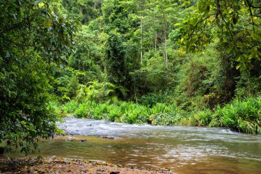 Avustralya, FNQ 'nun Cairns bölgesindeki vahşi doğa ormanı bir orman macerası için mükemmel. Bu tropikal cennette yoğun yağmur ormanlarını, yemyeşil alanları ve engebeli arazileri keşfedin.