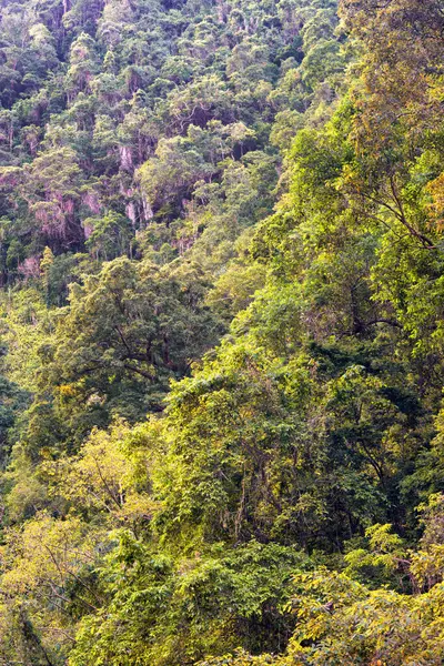 Avustralya, FNQ 'nun Cairns bölgesindeki vahşi doğa ormanı bir orman macerası için mükemmel. Bu tropikal cennette yoğun yağmur ormanlarını, yemyeşil alanları ve engebeli arazileri keşfedin.