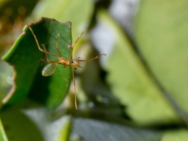 FNQ, Avustralya 'daki Yeşil Karıncalar' ın yakın çekimleri canlı yeşil vücutlarını ve karmaşık ayrıntılarını gözler önüne seriyor. Dünyalarına bu büyüleyici bakış, bölgenin eşsiz yaban hayatını ve biyolojik çeşitliliğini vurguluyor.