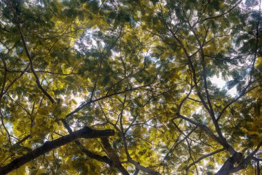 Avustralya, FNQ 'nun Cairns bölgesindeki vahşi doğa ormanı bir orman macerası için mükemmel. Bu tropikal cennette yoğun yağmur ormanlarını, yemyeşil alanları ve engebeli arazileri keşfedin.